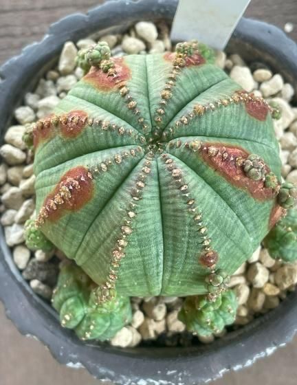 ユーフォルビア・シンメトリカ | 陶器鉢皿セット - 観葉植物専門