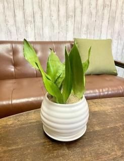 その他観葉植物 CoCo coco (@_coco.plants) • Instagram photos and videos