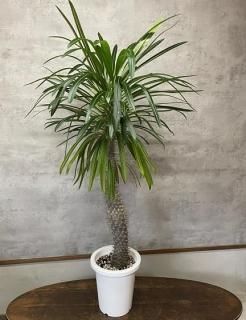 中型 塊根植物　パキポディウムグラキリス 5頭綴化グラキリス 嫁ぎ先が決まり、種が弾けるの待ち🪴 綴化