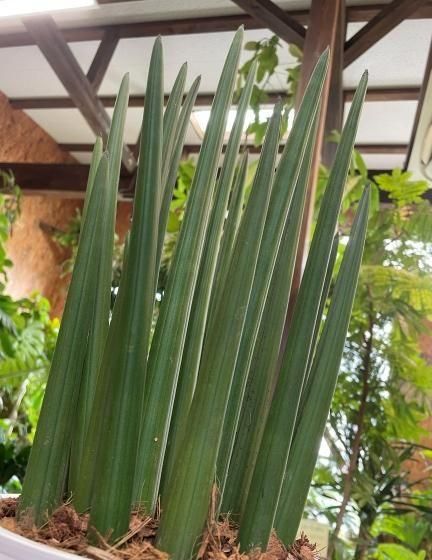 サンスベリア スタッキー サンスベリア スタッキー 4号 (12cm) – 鉢人