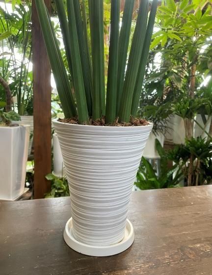 サンスベリア スタッキー サンスベリア・スタッキー | オストボールS - 観葉植物・多肉