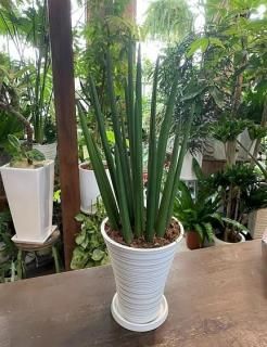 パキポディウム・グラキリス | 塊根植物 - 観葉植物・多肉植物の