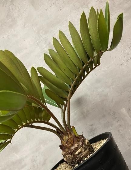 ザミア・フルフラセア | メキシコ産ソテツ - 観葉植物専門店cocoha
