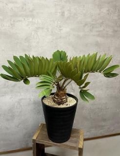 観葉植物専門店cocoha（ココハ）｜観葉植物の販売、通販