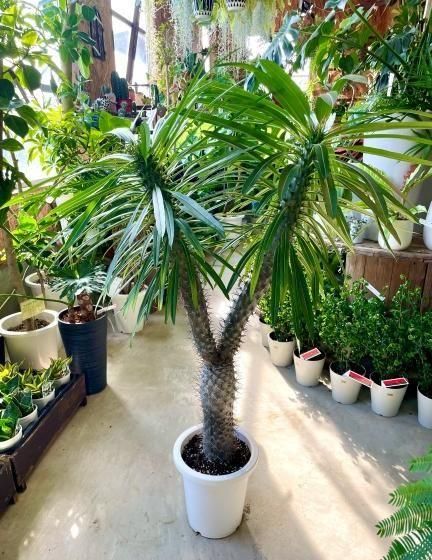 パキポディウム・ラメリー | 2頭特大サイズ - 観葉植物専門店cocoha