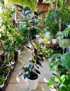 大きめのアロエ imgrc0092816639.jpg