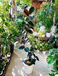 リドレイ　ワイルド【大株】 ビカクシダ リドレイ | 大 ワイルド コルク付け - 観葉植物