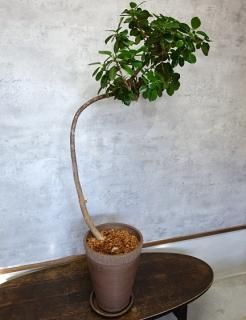 1点もの!ガジュマル ”天使が宿る木” 曲がり 大きめサイズの商品画像