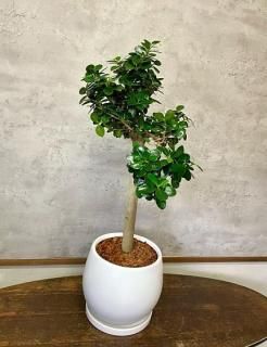 パンダガジュマル | 陶器鉢セット - 観葉植物専門店cocoha（ココハ