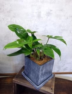 パキラ 塊根 L 鉢カバー付 | インテリア植物 - 観葉植物・多肉