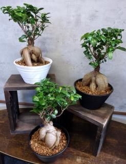 ✨✨✨superガジュマル【ジブリの世界】検/イボ系ガジュマル ✨✨✨super