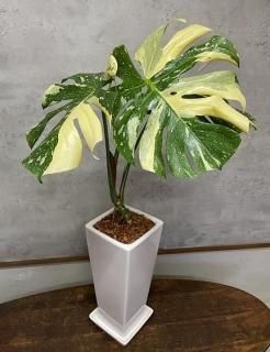 モンステラ・タイコンステレーション|斑入り幹立ち - 観葉植物専門店