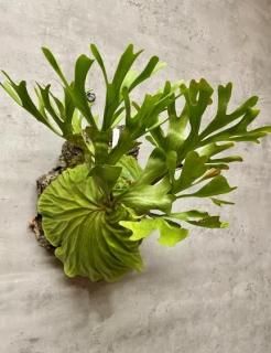 ユッカ・エレファンティペス | 鉢カバー付 - 観葉植物・多肉植物の販売