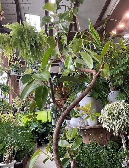 フィカス・ジン曲がり | 大きめ10号鉢 - 観葉植物専門店cocoha（ココハ