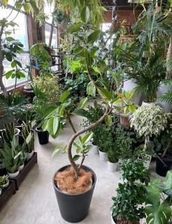 耐寒性ユッカロストラータ特大株◇ドライガーデン多肉サボテン　ユッカ　ヤシ　ソテツ 耐寒性ユッカロストラータ特大株◇ドライガーデン多肉サボテン ユッカ