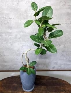 1Ρե٥󥬥󥷥 ʤꡡ115cmξʲ