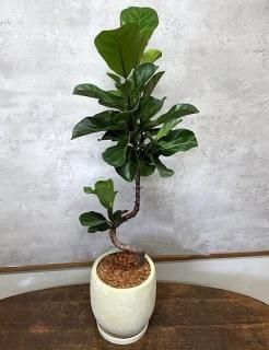 1ΡХࡦХӡΡʤꡡξʲ