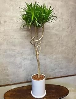 ユッカ・エレファンティペス | 鉢カバー付 - 観葉植物・多肉植物の販売