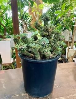 パキポディウム・グラキリス | 塊根植物 - 観葉植物・多肉植物の販売