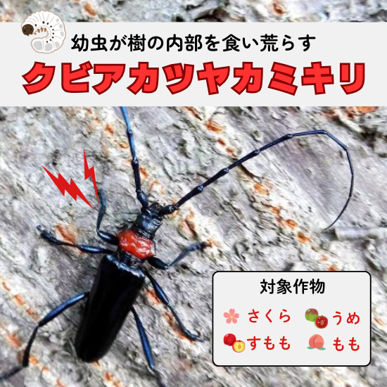 ͥ