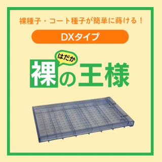 żβ DX