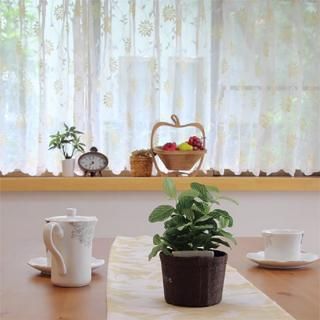 ̵�����ϥ���ץ� ̵������ץ롡������쥹���졼�������ƥ�å���å���ù��˥�����åץǥ�����β�������β����ɽ�����DA2001 Vive  �����֡���IV�����ܥ꡼��YE���������� 