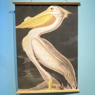 Pelican poster old illustration