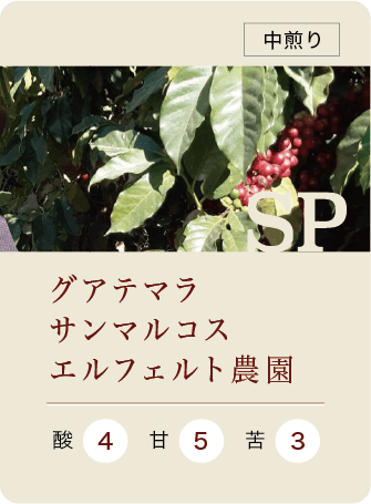 グアテマラ サンマルコス エルフェルト農園