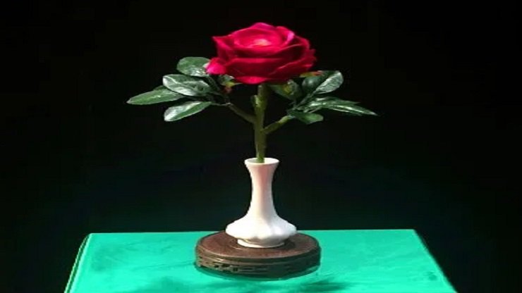 Withered Rose