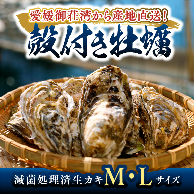 �������������ܤ�����