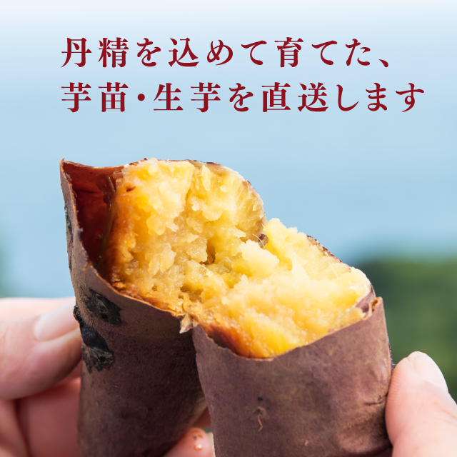 륯ȡ 3kgÿʼ Ϻ ľ ɲ Į ĥޥ Ƥ 餫  ⤤ īΤ ŷפ  ̵