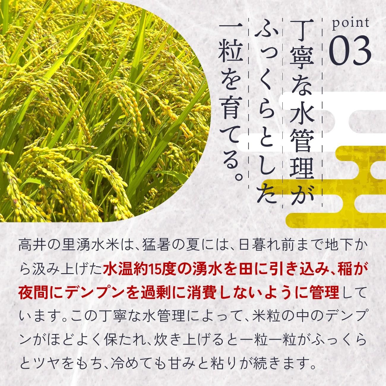 水温約15度の湧水を田に引き込み、稲が夜間にデンプンを過剰に消費しないように管理しています。