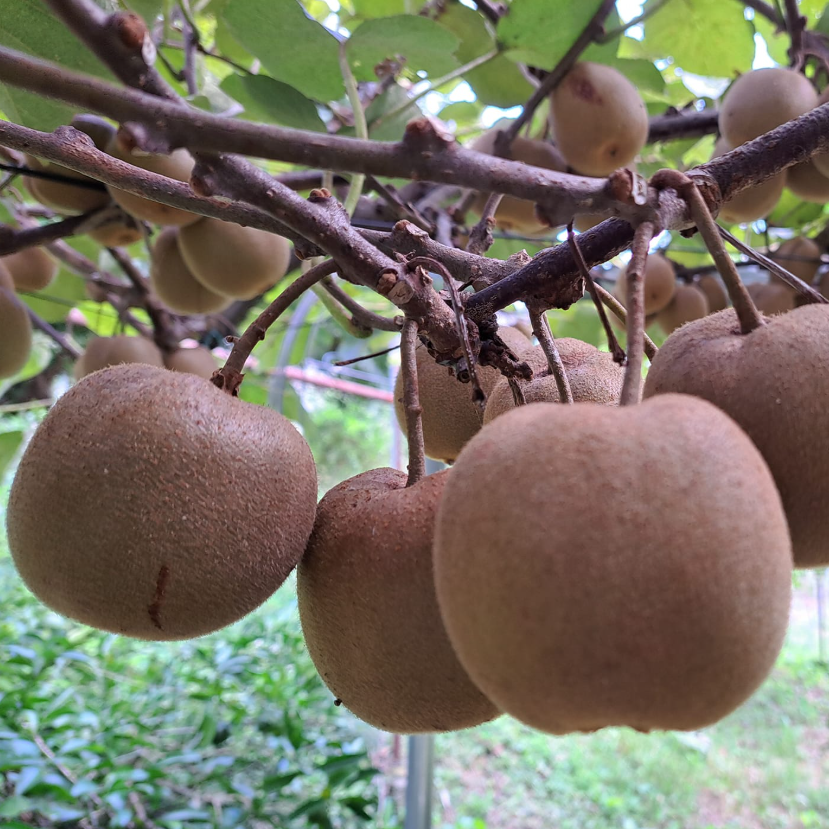 アップルキウイの断面