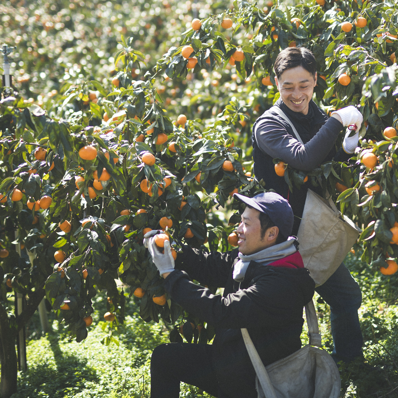 ⳤ˾దɲ̤˰֤<br />
ʤϤˤΤ̾פðƴ̤ƤƤޤ