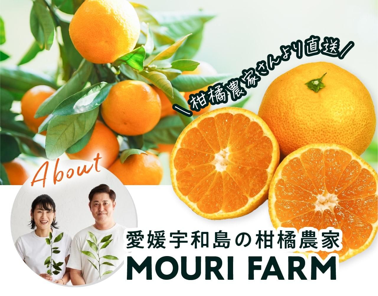 Լա۰ɲ 绺 ߤ ٤륷꡼ 3kg5kg10kg ѡ11ܤͽ