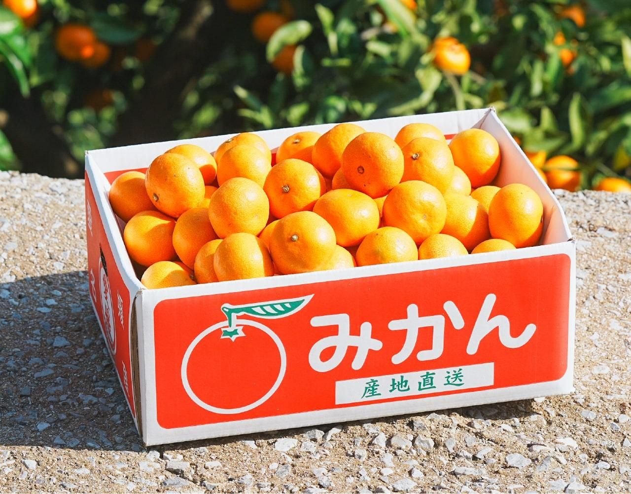 ̵۰ɲ 绺 20ߤ 3kg10kg ѡ12ܰʹȯ