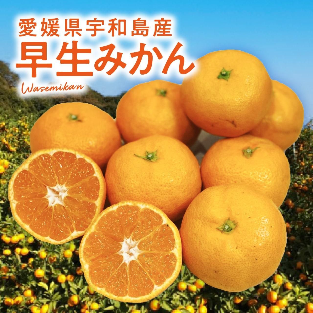 Լա۰ɲ 绺 ߤ ٤륷꡼ 3kg5kg10kg ѡ11ܤͽ