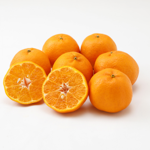 ݥ󥫥 10kg1ܤȯۡóε ɲ  ߤ ̪ ľ ָ £ ߥե £ʪ ץ쥼