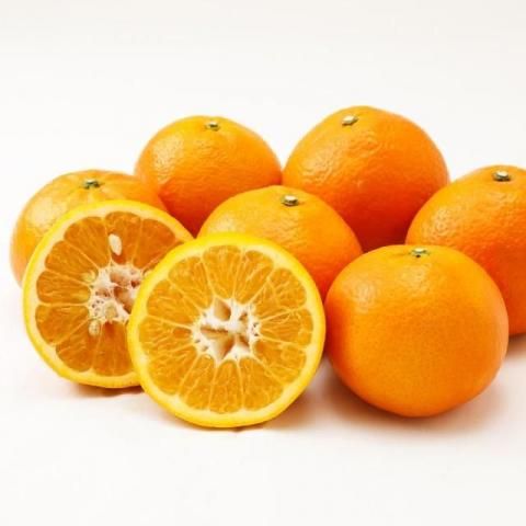 ͽ 10kg2026ǯ2ܤȯۡóε ɲ  ߤ ̪ ľ ָ £ ߥե £ʪ ץ쥼