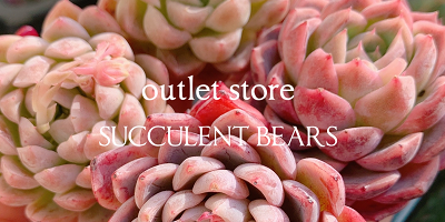 安くてかわいい多肉植物の通販・多肉アウトレット | SUCCULENT -BEARS-