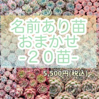 多肉植物カット苗 - 安くてかわいい多肉植物の通販・多肉アウトレット | SUCCULENT -BEARS-