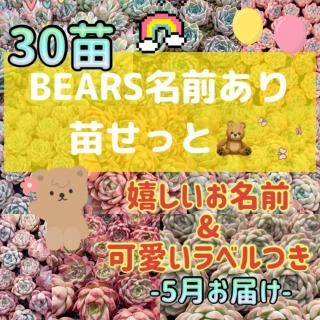☆名前あり30苗セット☆ - 安くてかわいい多肉植物の通販・多肉