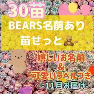 名前あり30苗アソート - 安くてかわいい多肉植物の通販・多肉