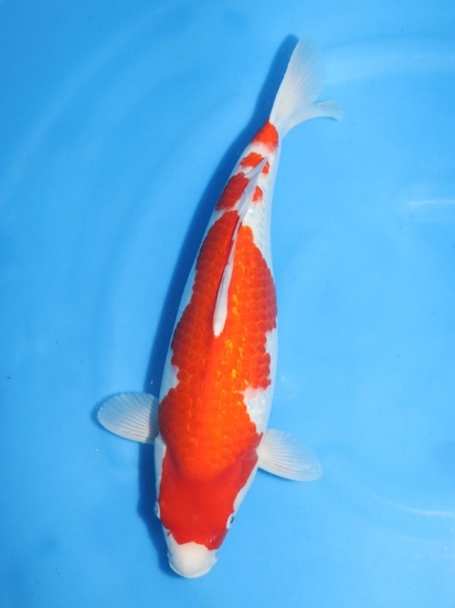 銀鱗紅白46cm - 新潟 山古志 錦鯉の通販 | 綾 Koiファーム