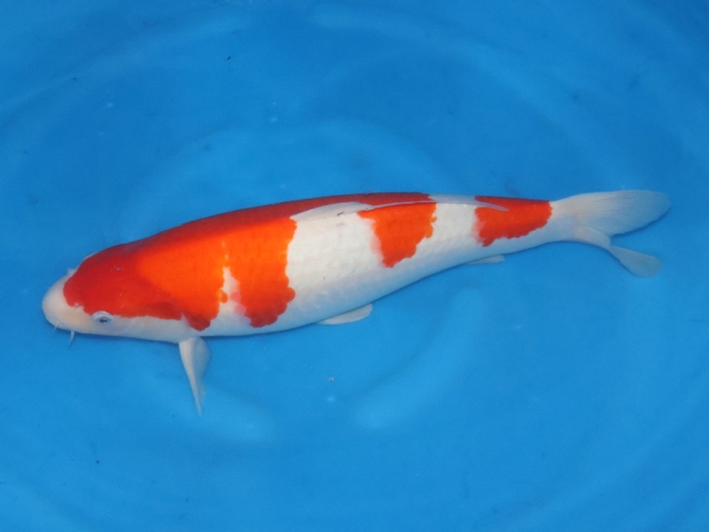 岐山日本鯉　4m赤　中古　状態良好 Yahoo!オークション - SC43 金翔 岐山日本鯉 GIZAN NIHONGOI