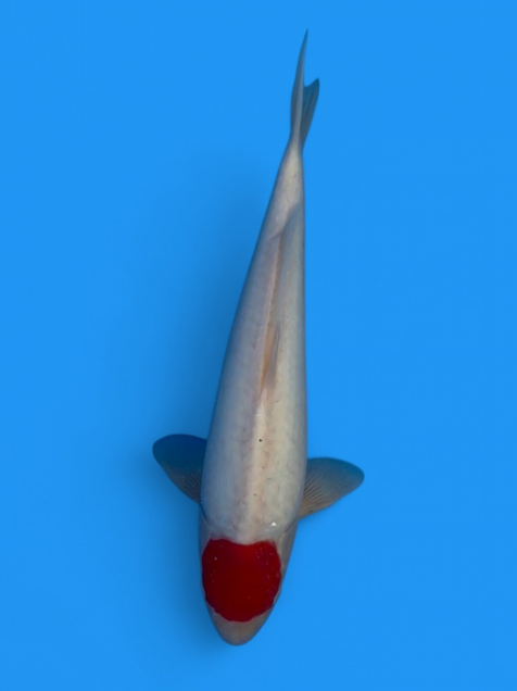 優雅な錦鯉 錦鯉/大正三色♀42㎝/仙助- YouTube