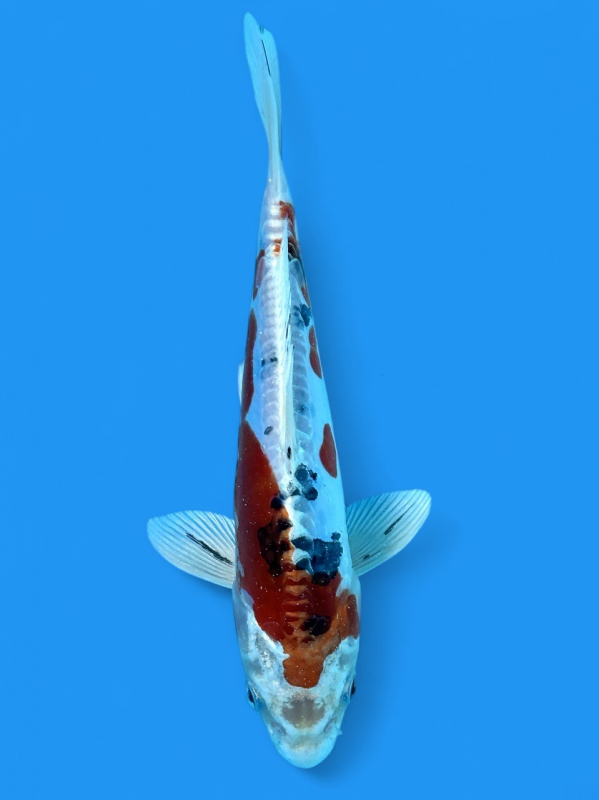 188322733.jpg?cmsp_timestamp=