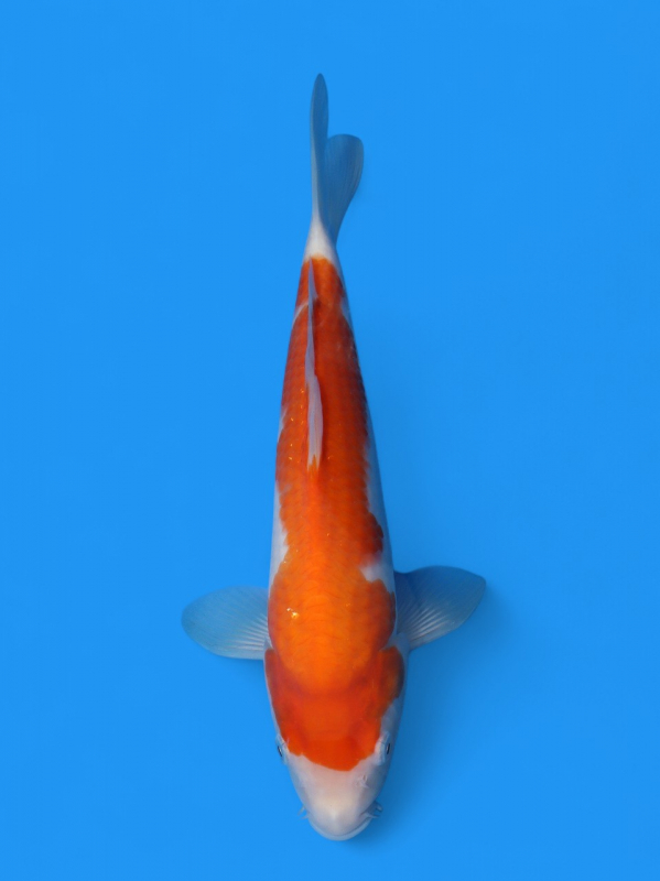 赤い湖面 91cm×122cm 錦鯉<br>観賞魚<br>水槽飼育OK<br>ドイツ大正三色<br>22．5cm<