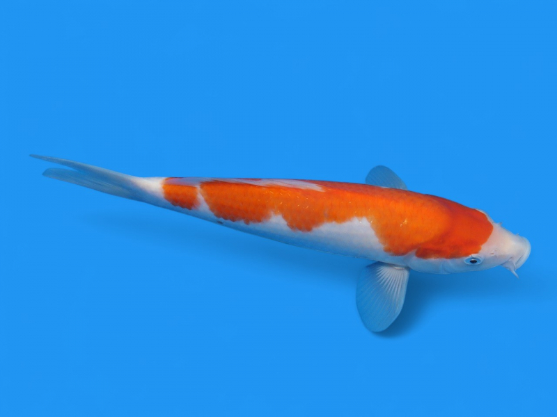 赤い湖面 91cm×122cm 紅白27cm - 新潟 山古志 錦鯉の通販 | 綾 Koiファーム | AYA