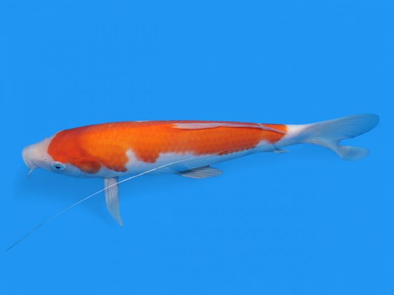 紅白27cm - 新潟 山古志 錦鯉の通販 | 綾 Koiファーム | AYA